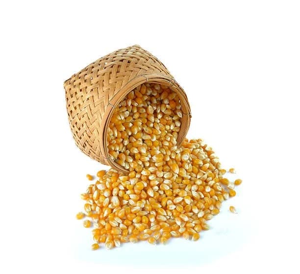 Maize